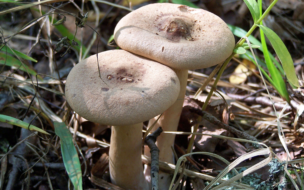 Млечник серо-розовый - Lactarius helvus - Грибы Уломы Железной